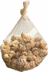 Sea Shells Large Net Pouch - Off White - China