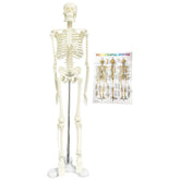 17Inch Adult Human Male Skeleton Model