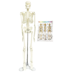 17Inch Adult Human Male Skeleton Model
