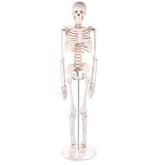 34Inch Adult Human Male Anatomical Skeleton Model
