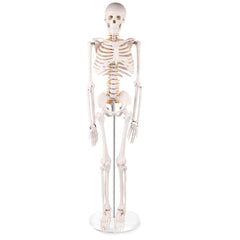 34Inch Adult Human Male Anatomical Skeleton Model