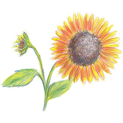 Branded Faber-Castel Classic 60 Color Pencils Box