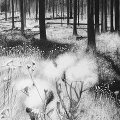 Derwent Professional Soluble Sketch Charcoal Pencil For Drawing 12Pcs/Set