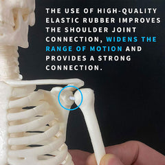 17Inch Adult Human Male Skeleton Model