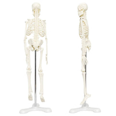 17Inch Adult Human Male Skeleton Model