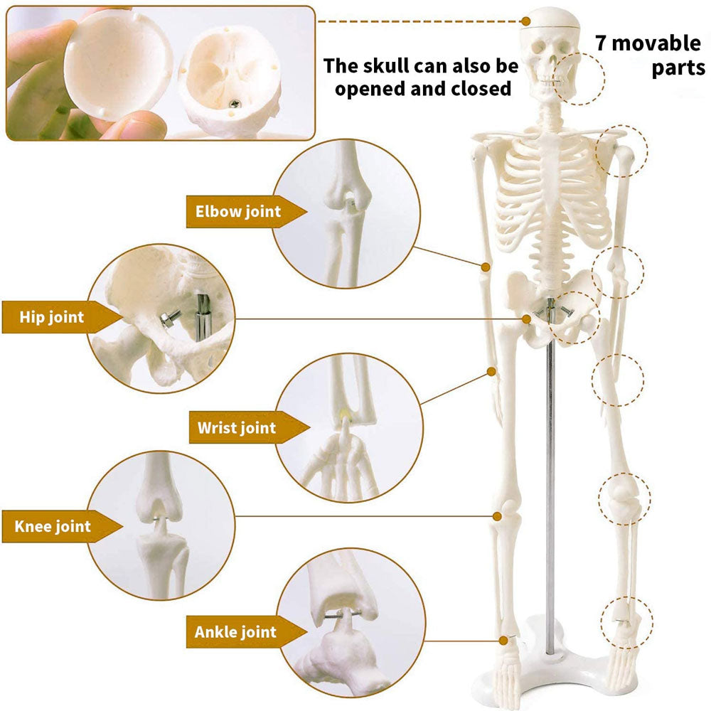17Inch Adult Human Male Skeleton Model