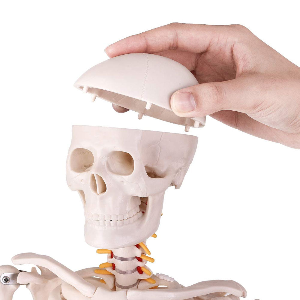34Inch Adult Human Male Anatomical Skeleton Model