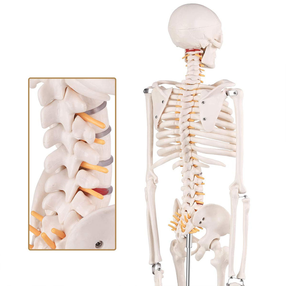 34Inch Adult Human Male Anatomical Skeleton Model