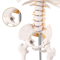 34Inch Adult Human Male Anatomical Skeleton Model