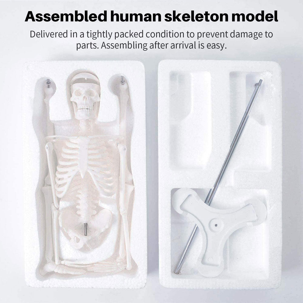 17Inch Adult Human Male Skeleton Model